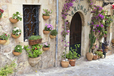 Potted plants outside house