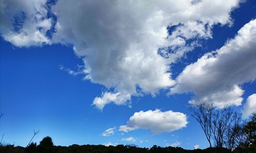 Low angle view of trees against blue sky