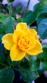 Close-up of yellow flower blooming outdoors