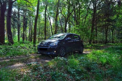 Abandoned car in forest