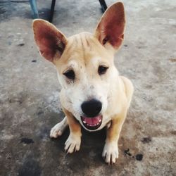 High angle portrait of dog