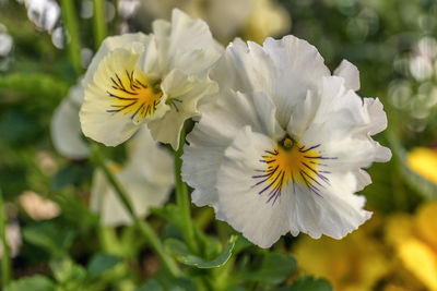 Close-up of white flowering plant