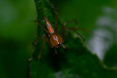 Close-up of insect on plant