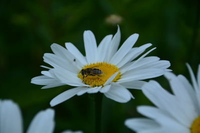 Close-up of bee pollinating on white flower