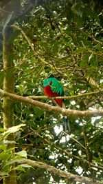 Low angle view of birds perching on tree