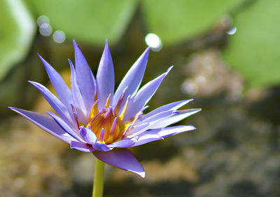 Close-up of purple water lily