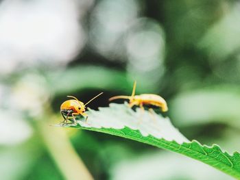 Close-up of insect on plant