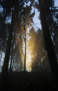 Low angle view of trees in forest