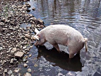 Animal in the lake