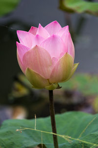 Close-up of pink water lily in pond