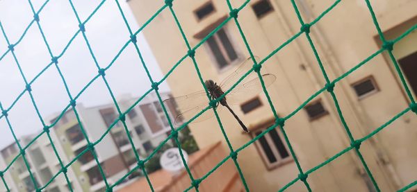 Close-up of chainlink fence