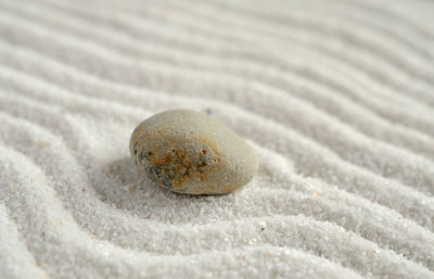 Close-up of shell on sand