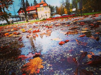 Autumn leaves on canal by buildings