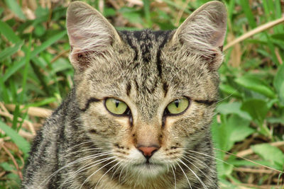 Close-up portrait of a cat