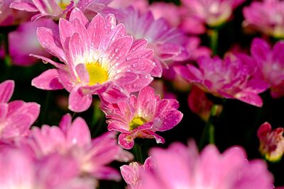 Close-up of wet pink flowers