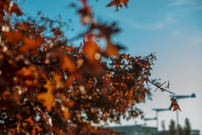 Low angle view of autumn leaves on tree against sky