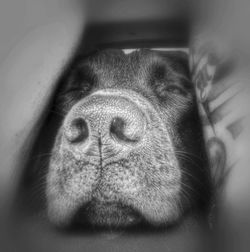 nose