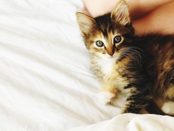 Portrait of kitten relaxing on bed