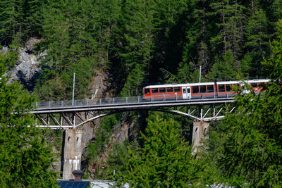 Train on bridge in forest