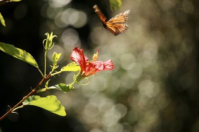 Close-up of butterfly flying over red flower