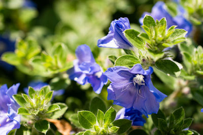 Close-up of blue flowering plant