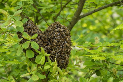 Close-up of lizard on tree