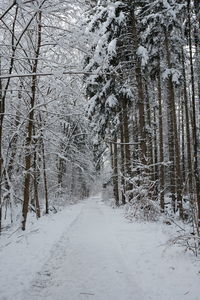 Snow covered road amidst trees in forest