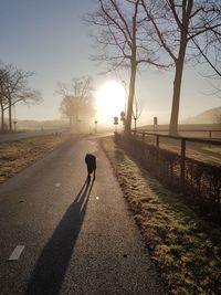 Dog walking on road against sky