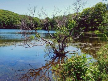 Reflection of trees in lake