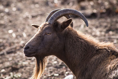 Close-up of goat on field