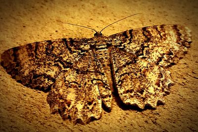 Close-up of plant on sand