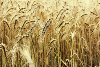 Close-up of wheat field