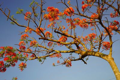 Low angle view of maple tree against sky