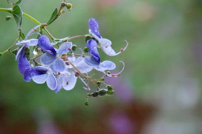 Close-up of purple flowering plant