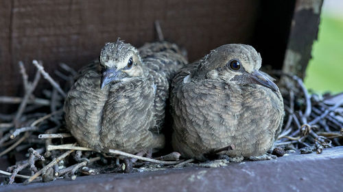 Close-up of birds in nest