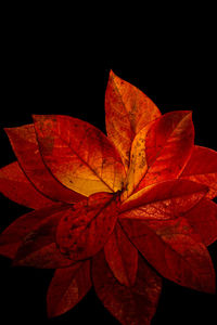 Close-up of maple leaf against black background