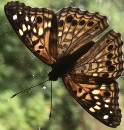 Butterfly perching on leaf