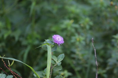Close-up of purple flowering plant
