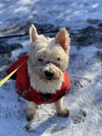 Portrait of  west highland terrier dog on snow
