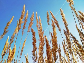 Low angle view of stalks in field against blue sky