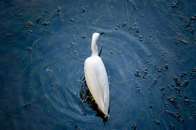 High angle view of white bird on lake