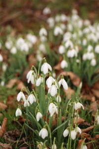 Close-up of white flowers blooming in field