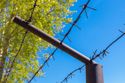 Low angle view of plant against blue sky