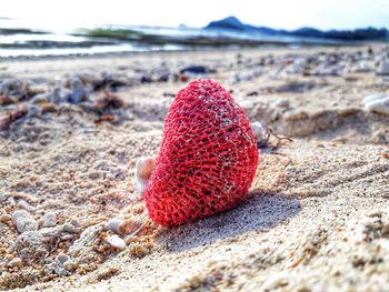 Close-up of red pebbles on sand