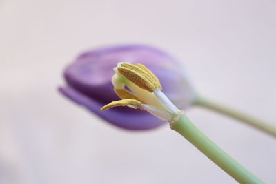 Close-up of purple flowering plant