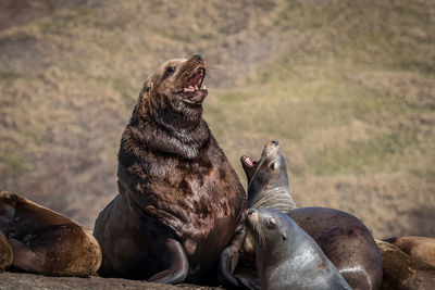 Group of sea lions on rock at sea