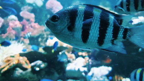 Close-up of fish swimming in aquarium