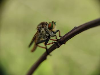 Close-up of fly on leaf