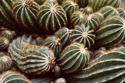 Full frame shot of plants