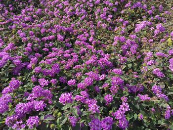 Full frame shot of purple flowers